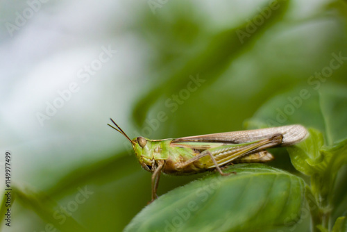 Wallpaper Mural A grasshopper on a leaf Torontodigital.ca