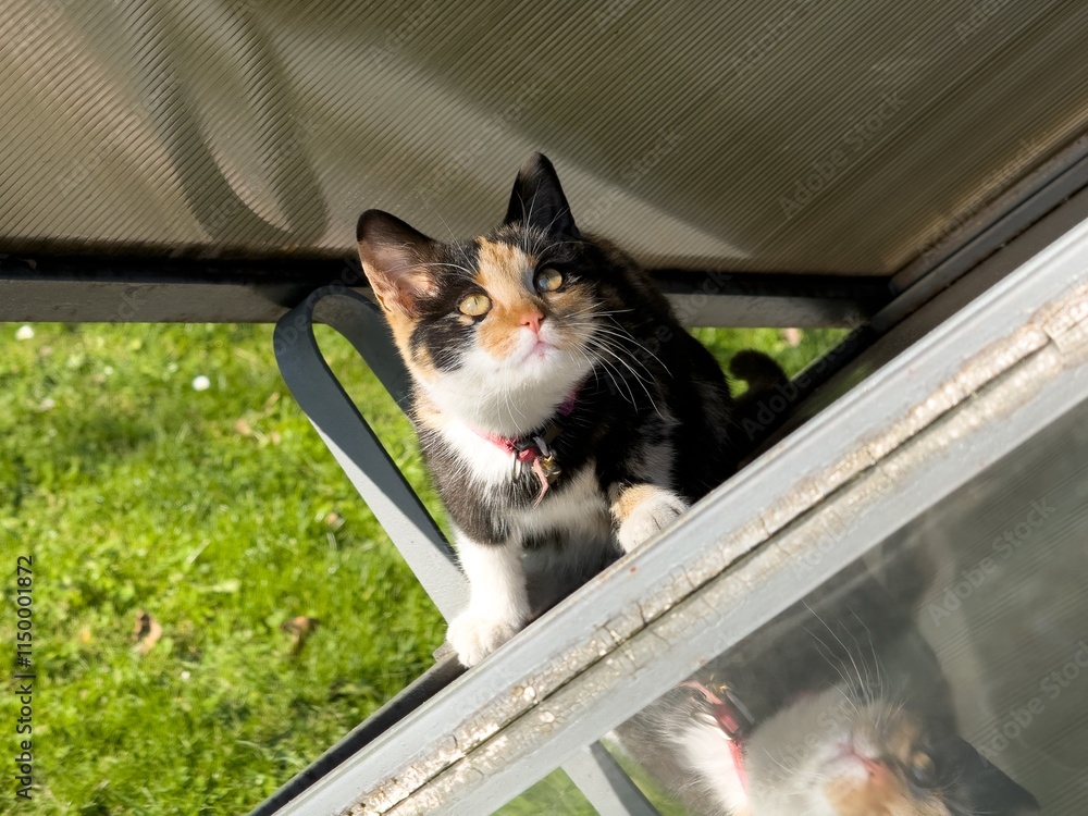 Small domestic shorthair kitten with calico coat