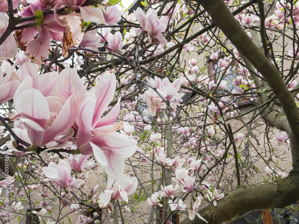 Saucer magnolia (Magnolia denudata crossed with liliiflora, soulangeana) tree in spring