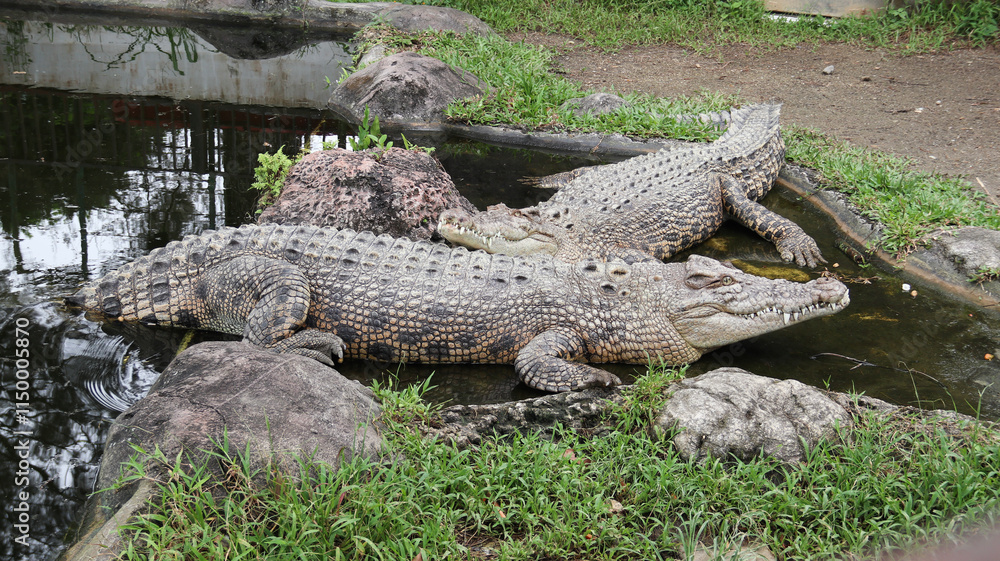 Two crocodiles lying on the pond at the zoo Two crocodiles lying on the pond at the zoo