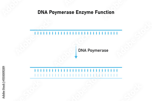 DNA Polymerase Enzyme Function Science Design. Vector Illustration.