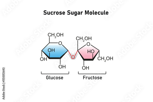 Sucrose Sugar Molecule Science Design. Vector Illustration.