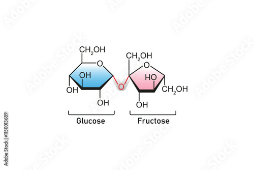 Sucrose Sugar Molecule Science Design. Vector Illustration.