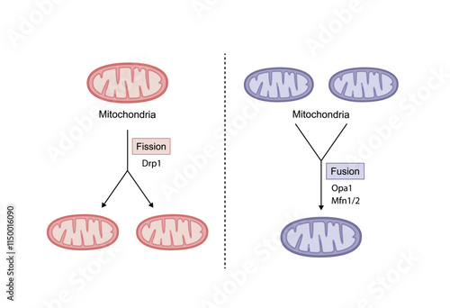 Mitochondrial fission, mitochondrion divides into two mitochondria. Mitochondrial fusion, merging of the outer and the inner mitochondrial membranes. Scientific vector illustration.