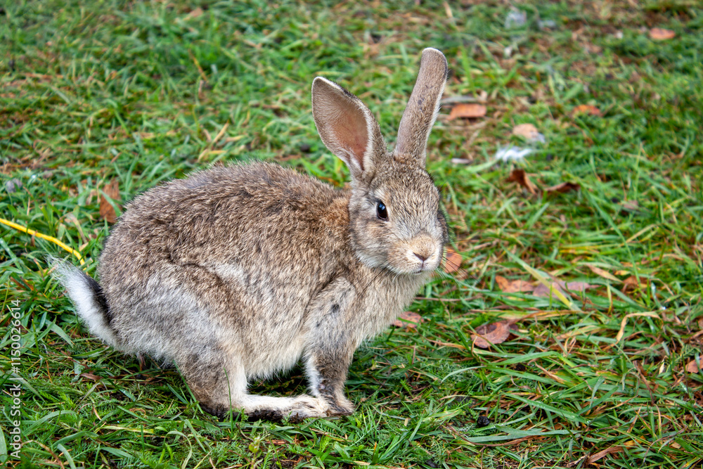 Fototapeta premium Rabbit graze in the meadow. One rabbit is sitting in the green grass. The other rabbit is standing on its hind legs. Rabbits among the grass on a summer day. 