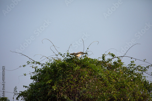 Photography A Short Toed Snake Eagle perched on a tree taking to flight in Bhigwan wildlife