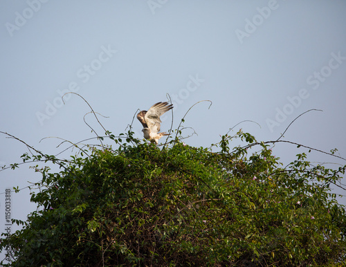 Canvas Print A Short Toed Snake Eagle perched on a tree taking to flight in Bhigwan wildlife