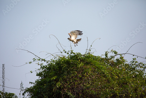 Photography A Short Toed Snake Eagle perched on a tree taking to flight in Bhigwan wildlife