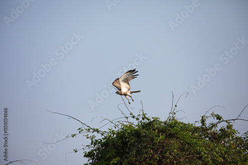 Canvas Print A Short Toed Snake Eagle perched on a tree taking to flight in Bhigwan wildlife