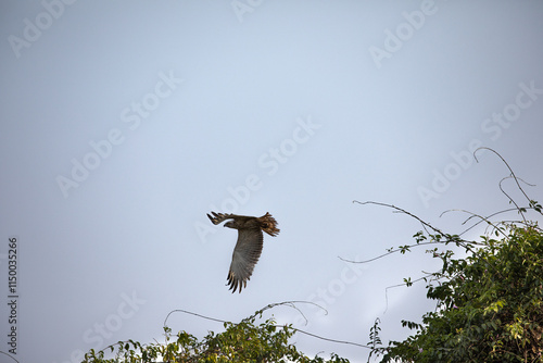 Photography A Short Toed Snake Eagle perched on a tree taking to flight in Bhigwan wildlife
