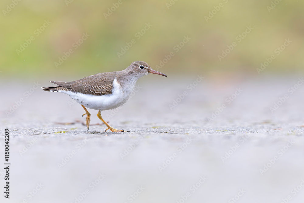 A rare spotted sandpiper (Actitis macularius) photographed at a low point of view. A rare spotted sandpiper (Actitis macularius) photographed at a low point of view.