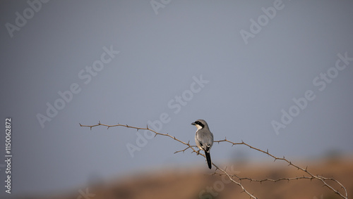 Photography Great gray shrike perched on a branch of a thorn in Bhigwan wildlife santuary in
