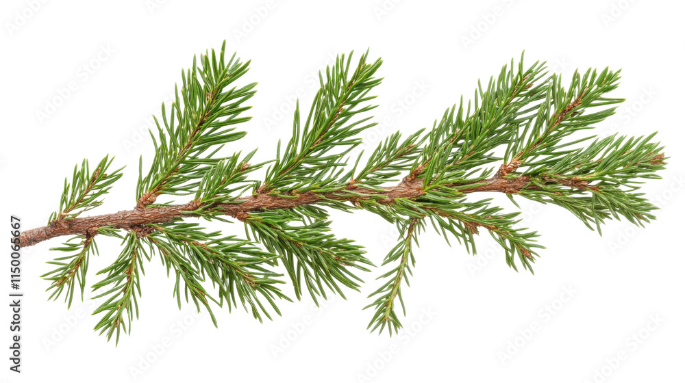 Fototapeta premium Conifer branch, transparent background