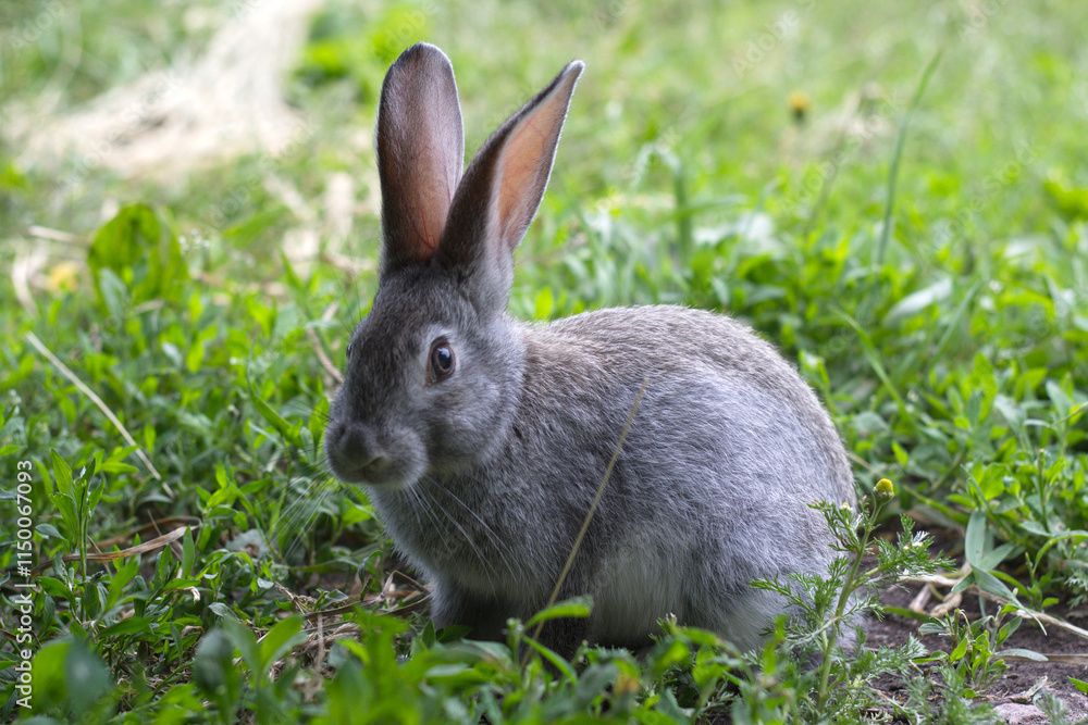 rabbit on the grass rabbit on the grass