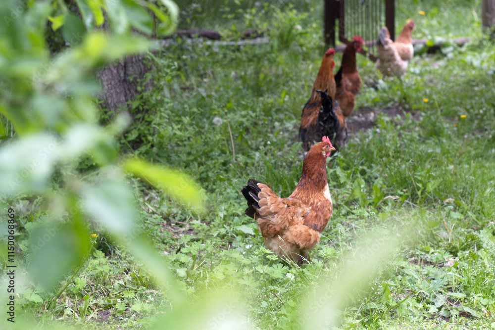 Fototapeta premium chicken on the farm
