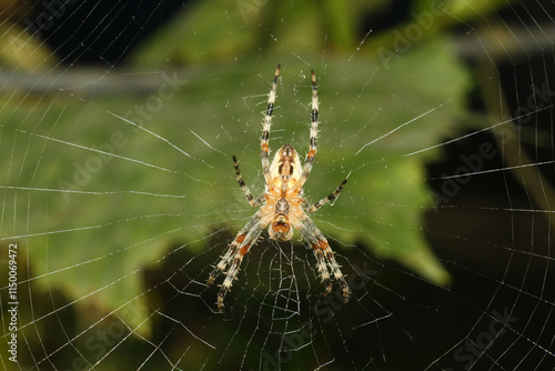 spider web on the tree