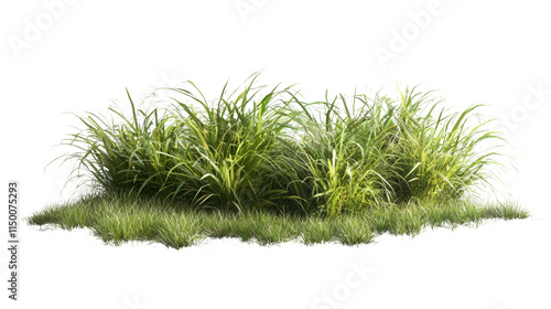 Lush green grassy patch nature scene outdoor close-up vibrant vegetation