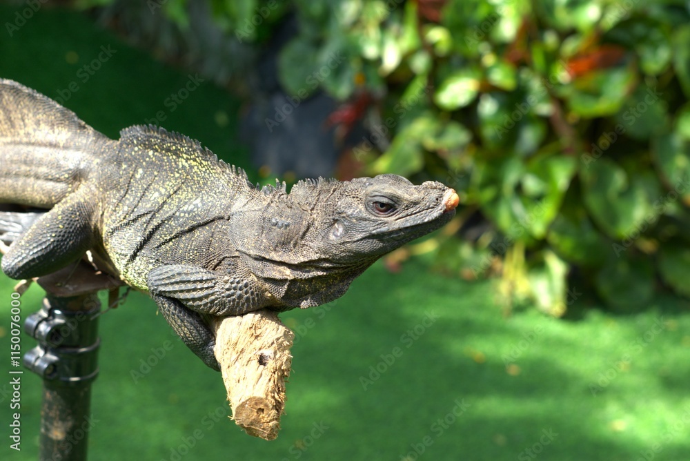 Obraz premium lizard on the a tree branch