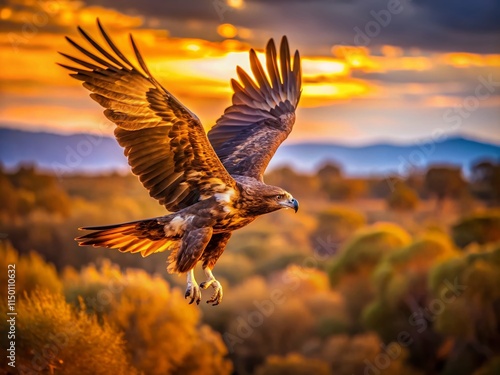 Majestic Wedgetail Eagle Soaring Over Australian Outback Landscape - Wildlife Stock Photo photo