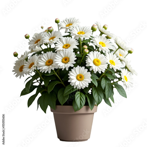 Bouquet of white daisies in pot photo