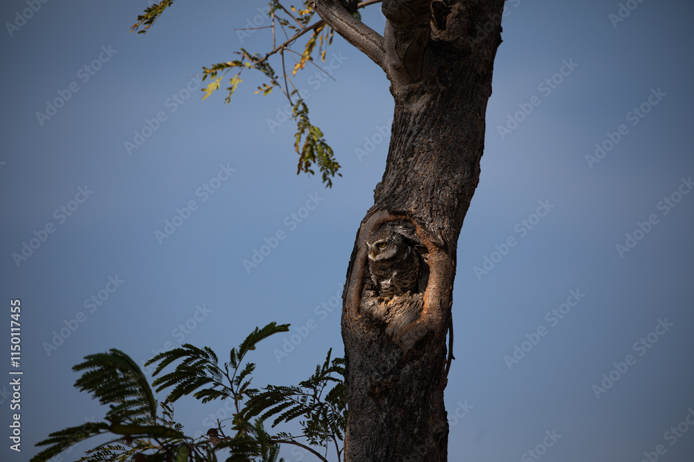 Wall Mural A spotted owlet checked out from its nest shot in Bhigwan wildlife santuary in i