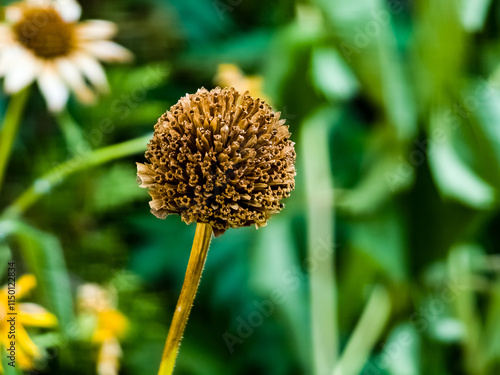 Yellow flowers of the perennial Verbesina encelioides or golden crownbeard, Yellow ray florets and brownish disc florets of false sunflower photo