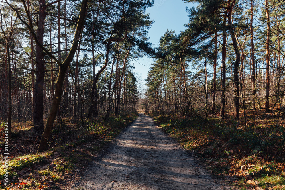 Fototapeta premium Brunssummerheide Niederlande