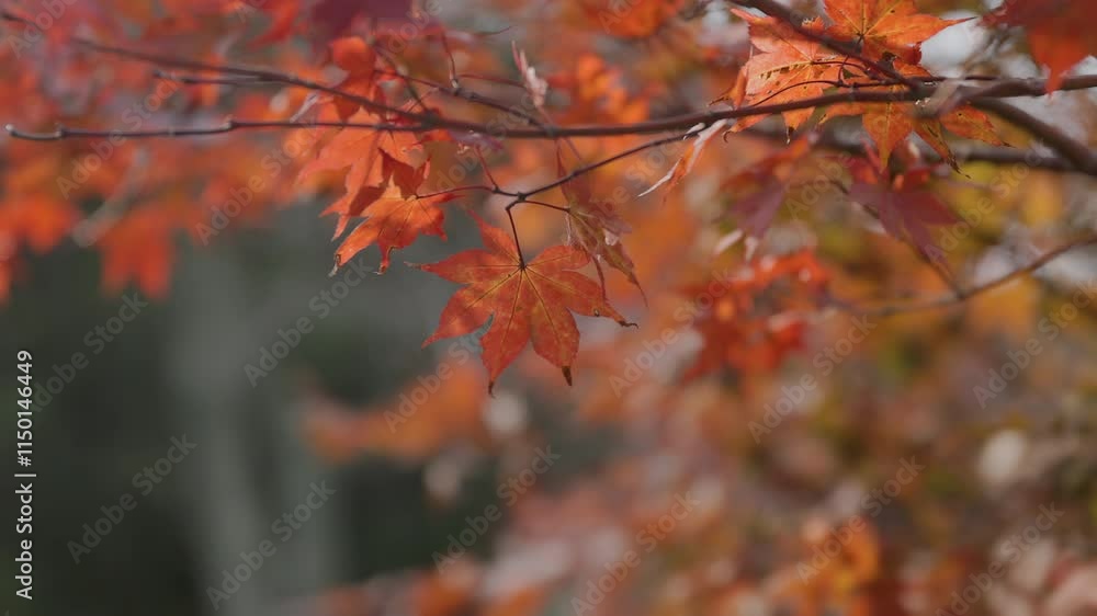Red leaves (maple trees) and yellow leaves (ginkgo trees) in autumn season near Kyoto, Japan. Red leaves (maple trees) and yellow leaves (ginkgo trees) in autumn season near Kyoto, Japan.