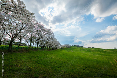 cherry blossom trees in blooming in Seosan farm, Seosan, South Korea.