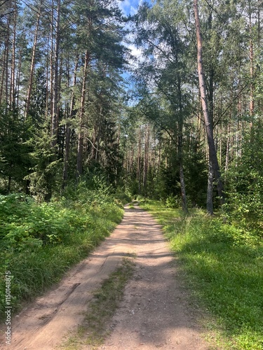 path in the forest