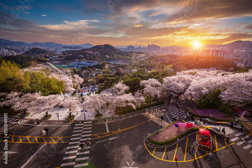 Cherry blossoms blooming in spring at E-World 83 Tower a popular tourist destination. in Daegu,South Korea.