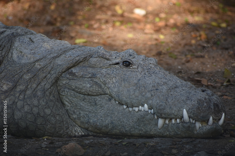 Obraz premium Crocodiles (family Crocodylidae) or true crocodiles are large, semiaquatic reptiles that live throughout the tropics in Africa, Asia, the Americas and Australia. 