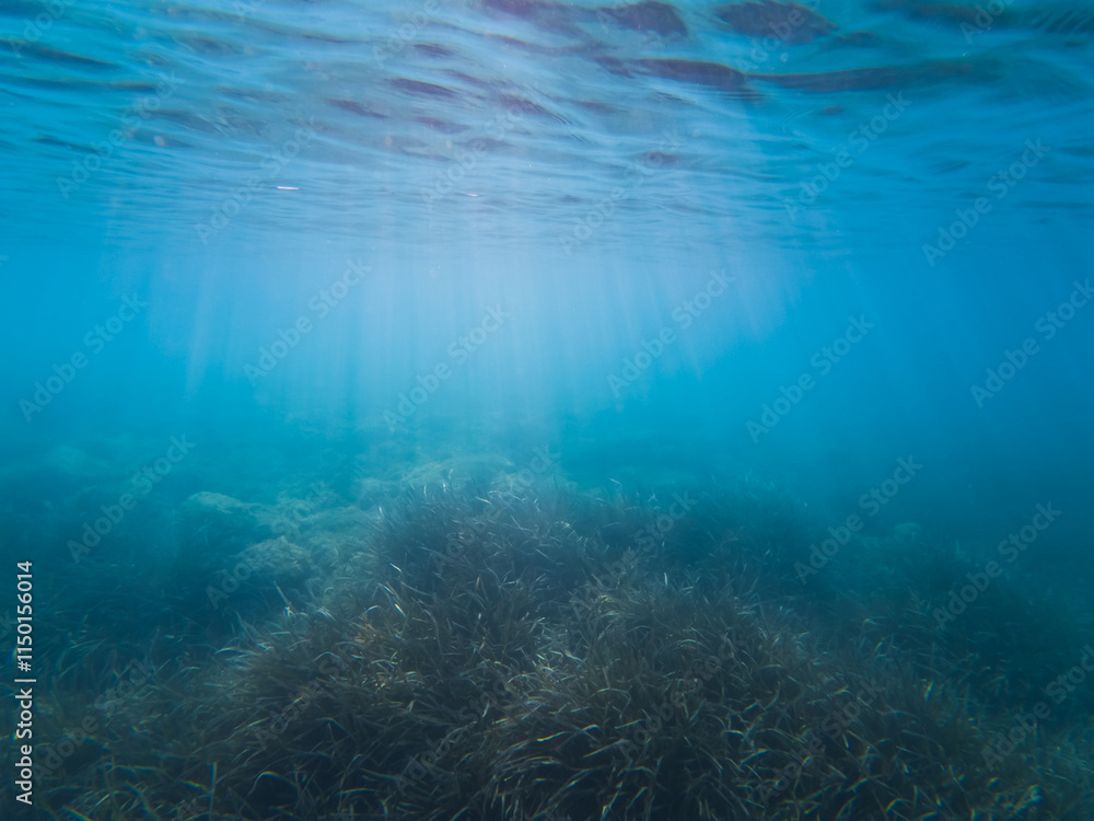 Fototapeta premium Underwater photograph, algae on the seabed in the Sea, daylight breaks into the water.