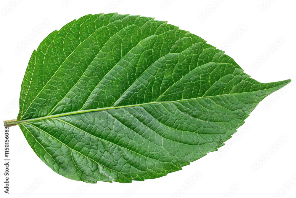 Green Leaf Shows Detailed Veins and Texture on Dark Background, Botanical Study. Green Leaf Shows Detailed Veins and Texture on Dark Background, Botanical Study.