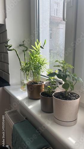 plant in a window