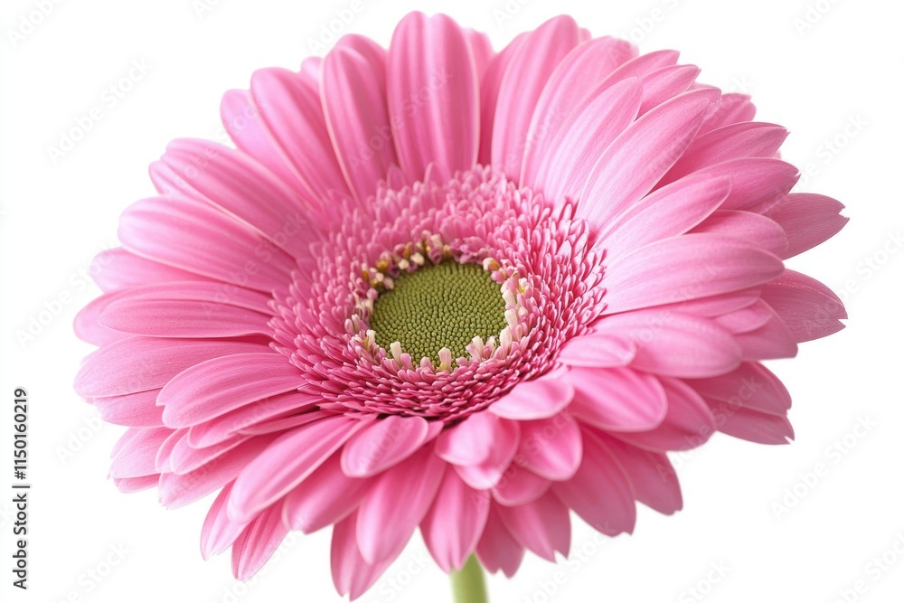Vibrant Pink Flower Captivating Attention Naturally Vibrant Pink Flower Captivating Attention Naturally