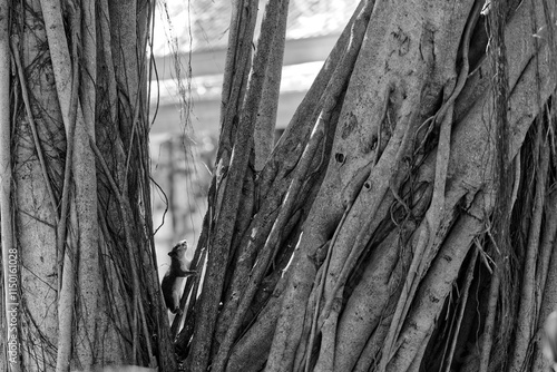 écureuil noir et blanc sur arbre avec lianes en Thaïlande photo