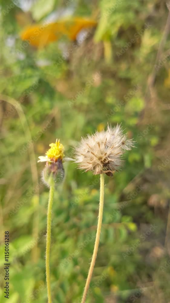 yellow flower and white flower round shape video yellow flower and white flower round shape video