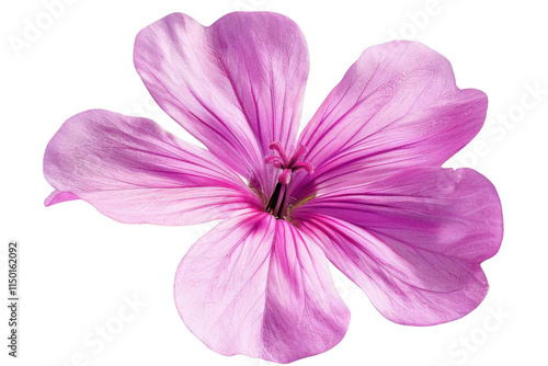Pink Flower Blooms Beautifully on Black Background, Floral Beauty and Nature's Delicate Design.