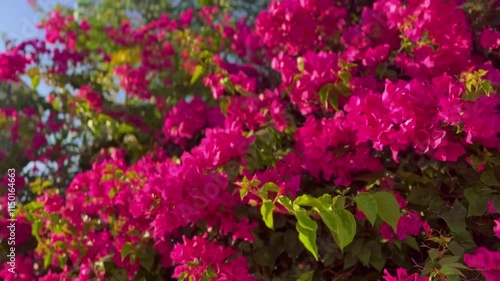 Bougainvillea trees with pink blossoms swaying in the breeze against a blue sky. Showcasing the natural beauty of Cyprus, Greece, and warm Mediterranean regions