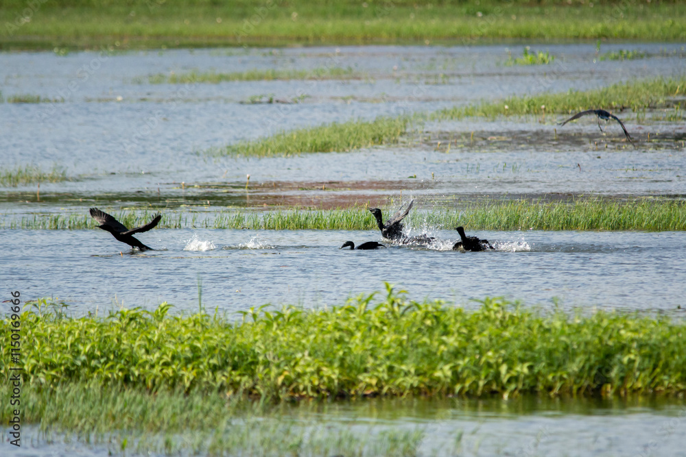 Great Cormorant Great Cormorant