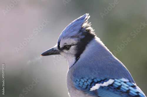 blue jays in nature during winter photo