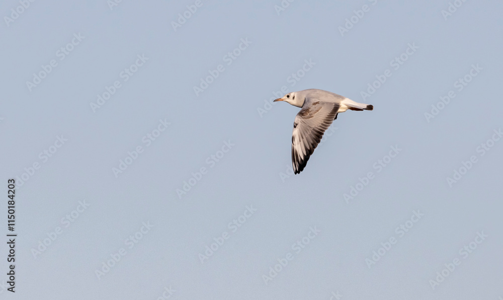 white river gull with a red beak in flight at sunset in autumn
white river gull with a red beak in flight at sunset in autumn
