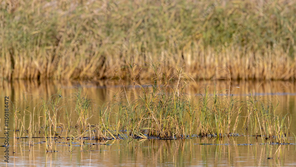 grass in the water in the middle of the lake against the backdrop of withered reeds
grass in the water in the middle of the lake against the backdrop of withered reeds