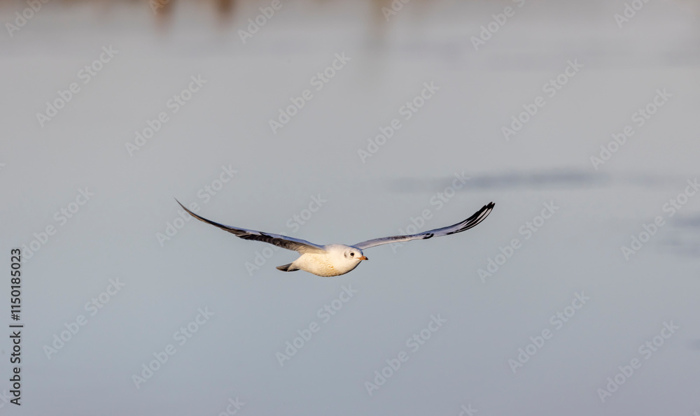 white river gull with a red beak in flight at sunset in autumn
white river gull with a red beak in flight at sunset in autumn