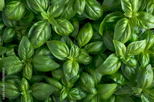 Basil leaves filling the frame. Close-up vibrant green basil leaves. photo