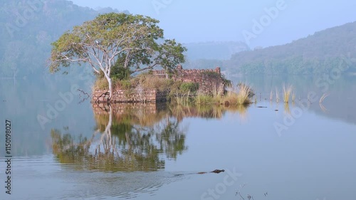 Lake Padam Talao at morning. Crocodile floating. Ancient ruins are reflected in mirror water. Ranthambore National Park, Rajasthan, India