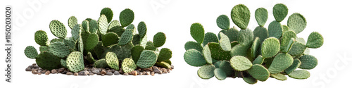 Two potted plants with green leaves