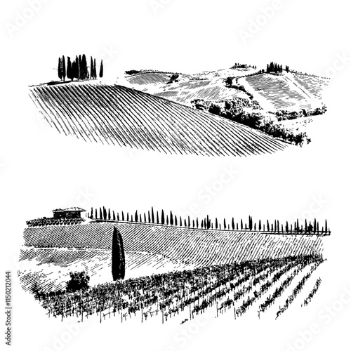 Vineyard tuscany hills cypress tree landscape linocut