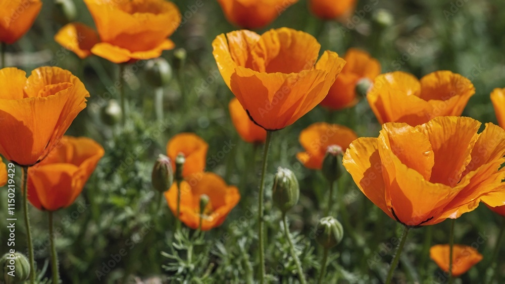 Orange California poppies bloom in spring, panoramic web banner
Orange California poppies bloom in spring, panoramic web banner